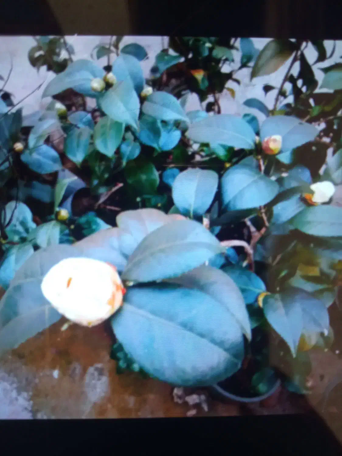 کاملیا|گل و گیاه طبیعی|گوراب زرمیخ, |دیوار