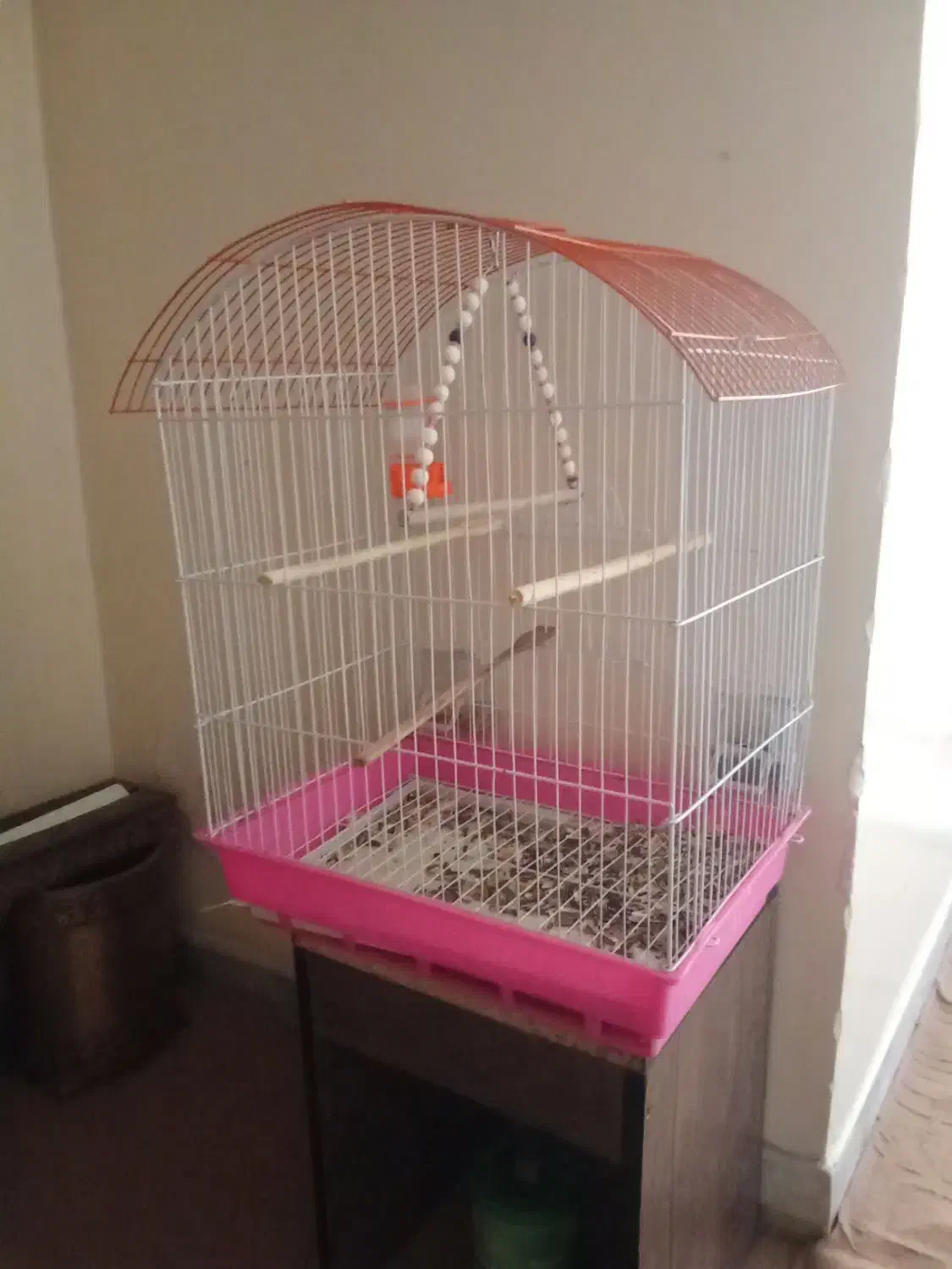 عروس هلندی|پرنده|شاهین‌شهر, اقبال لاهوری|دیوار