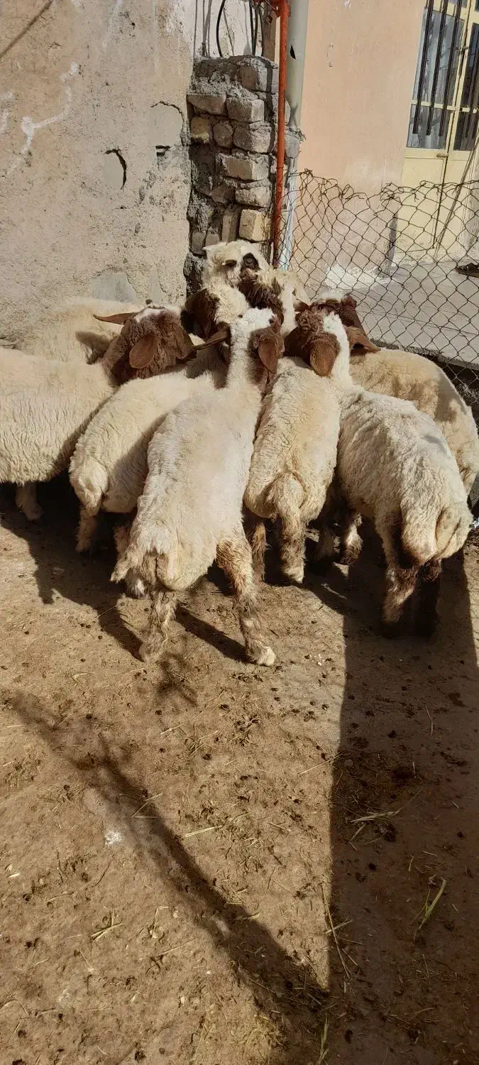 بره صادراتی|حیوانات مزرعه|شیروان (لرستان), |دیوار