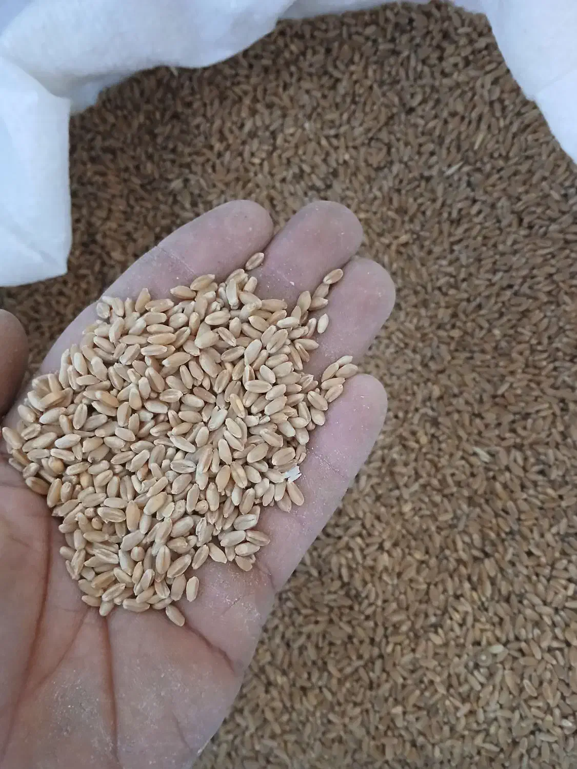 سلام۲تن گندم بذری|گل و گیاه طبیعی|چمران, |دیوار