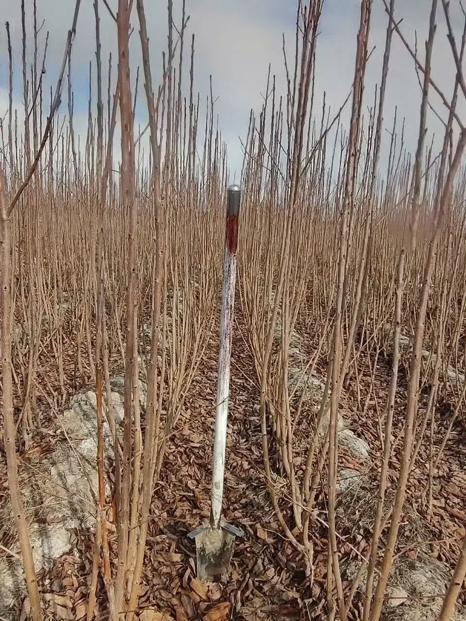 نهال|گل و گیاه طبیعی|نیشابور, مازول|دیوار