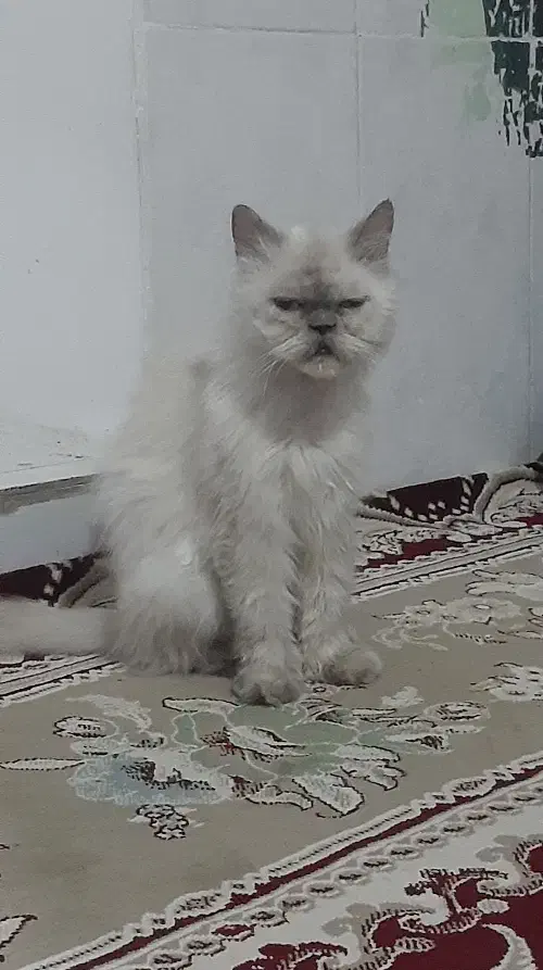 گربه خانگی|گربه|چناران, |دیوار