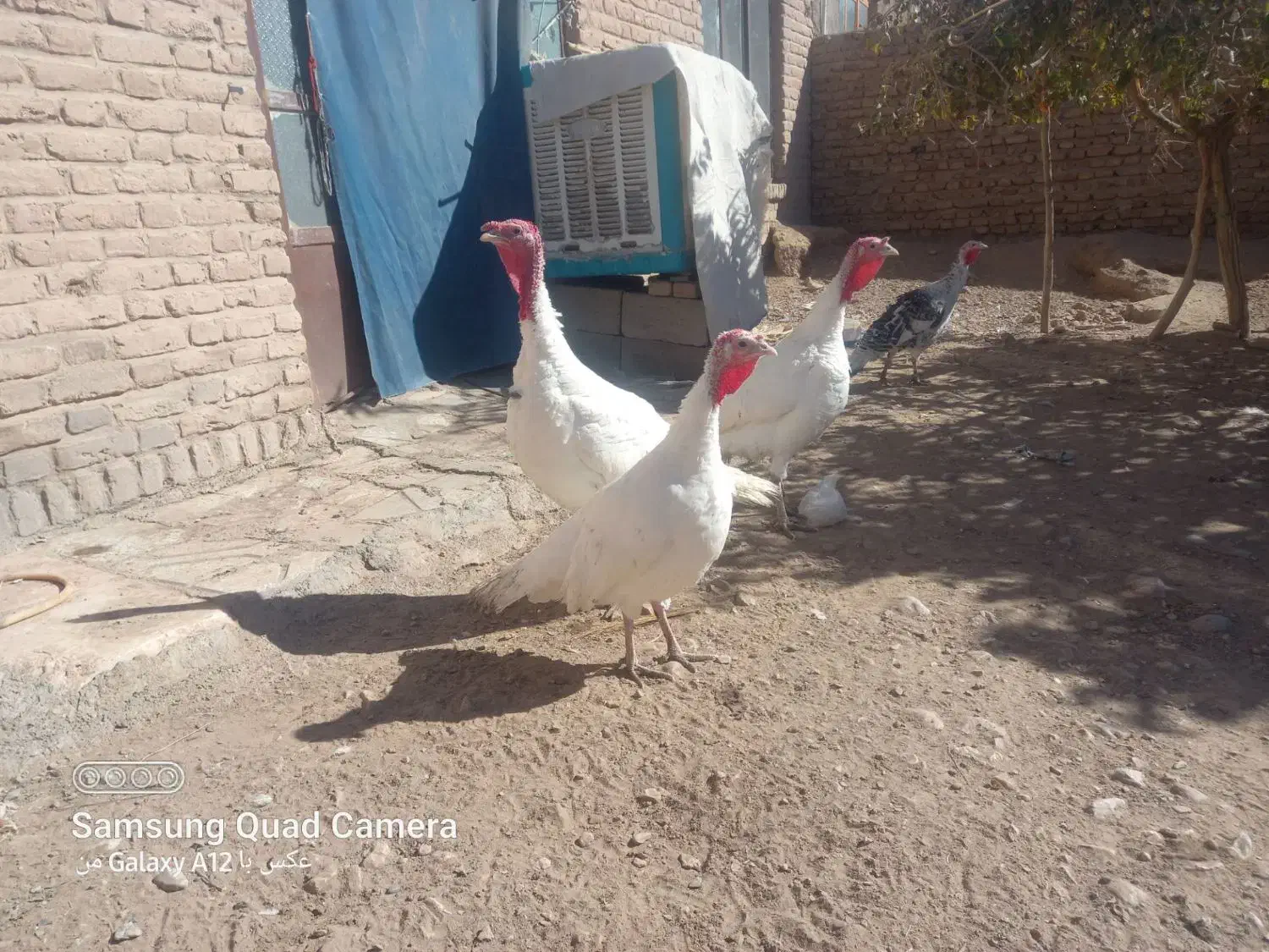 بوقلمون  فروشی|حیوانات مزرعه|قائن, |دیوار