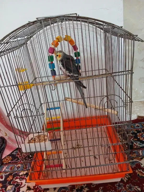 عروس هلندی نر سخنگو رام|پرنده|ساری, |دیوار