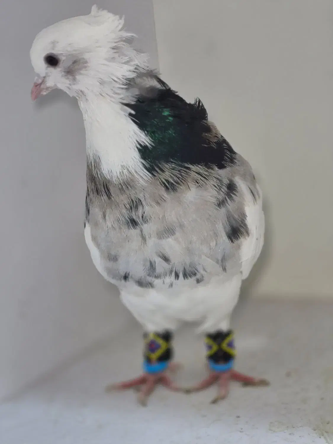 کبوتر طوقی درجه یک|پرنده|شاهین‌شهر, حافظ شمالی|دیوار