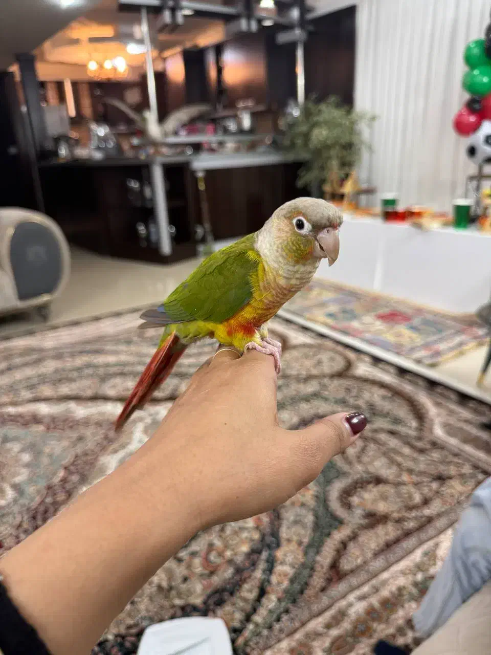 گرینچیک گمشده مژدگانی داده میشود|حیوانات|مشهد, ثامن|دیوار