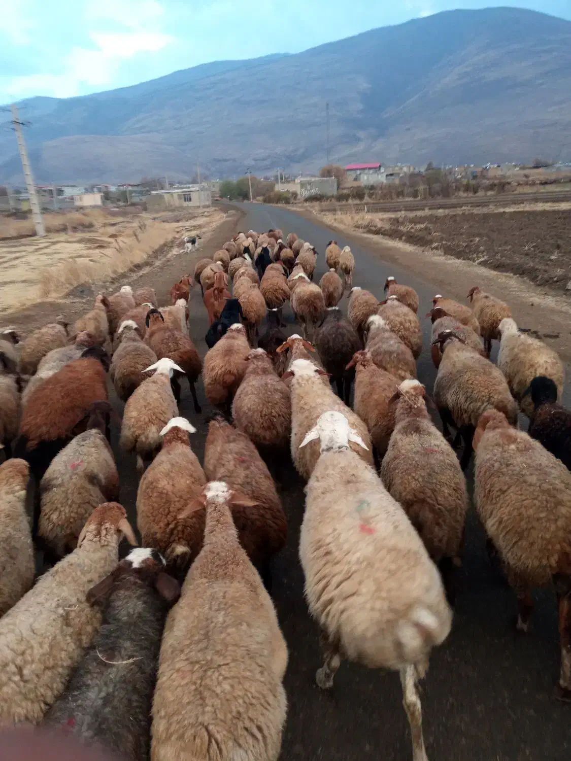 میش وبره|حیوانات مزرعه|دینور, |دیوار