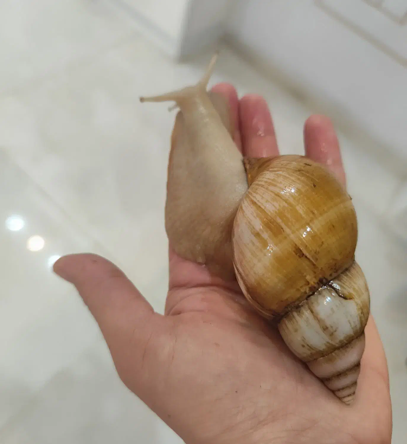 حلزون|خزنده|یزد, |دیوار