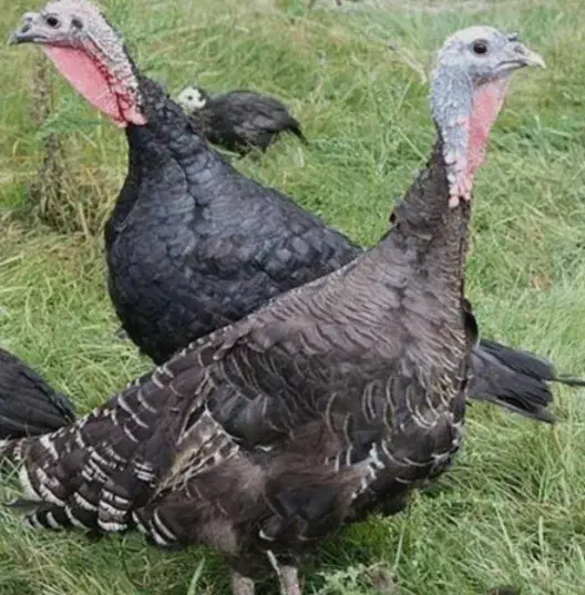 فروش بوقلمون ماده نژاد برنزه|حیوانات مزرعه|چغادک, |دیوار