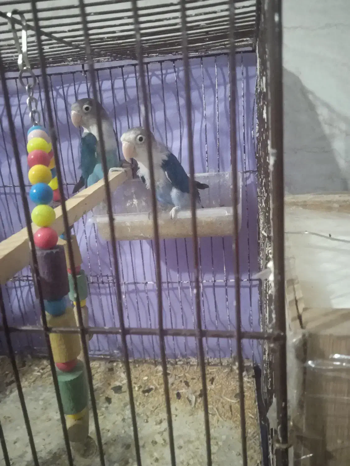 طوطی فروشی|پرنده|نرماشیر, |دیوار