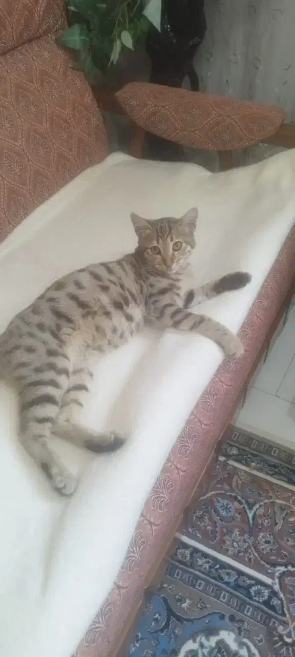 واگذاری گربه|گربه|ارومیه, |دیوار