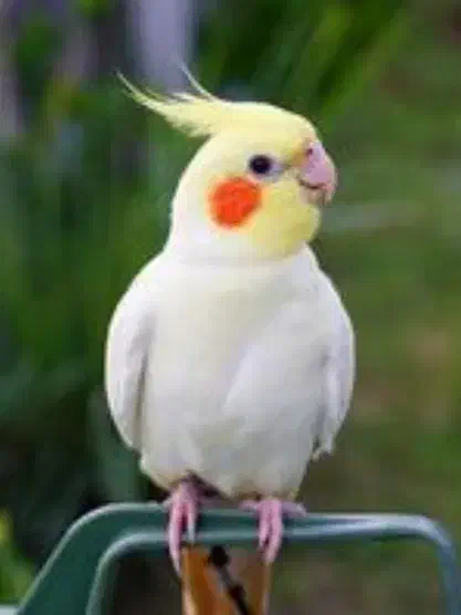 عروس هلندی لوتینو گمشده|حیوانات|یزد, |دیوار