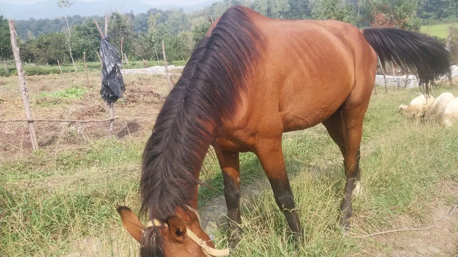 فروش اسب|اسب و تجهیزات اسبسواری|لنگرود, |دیوار