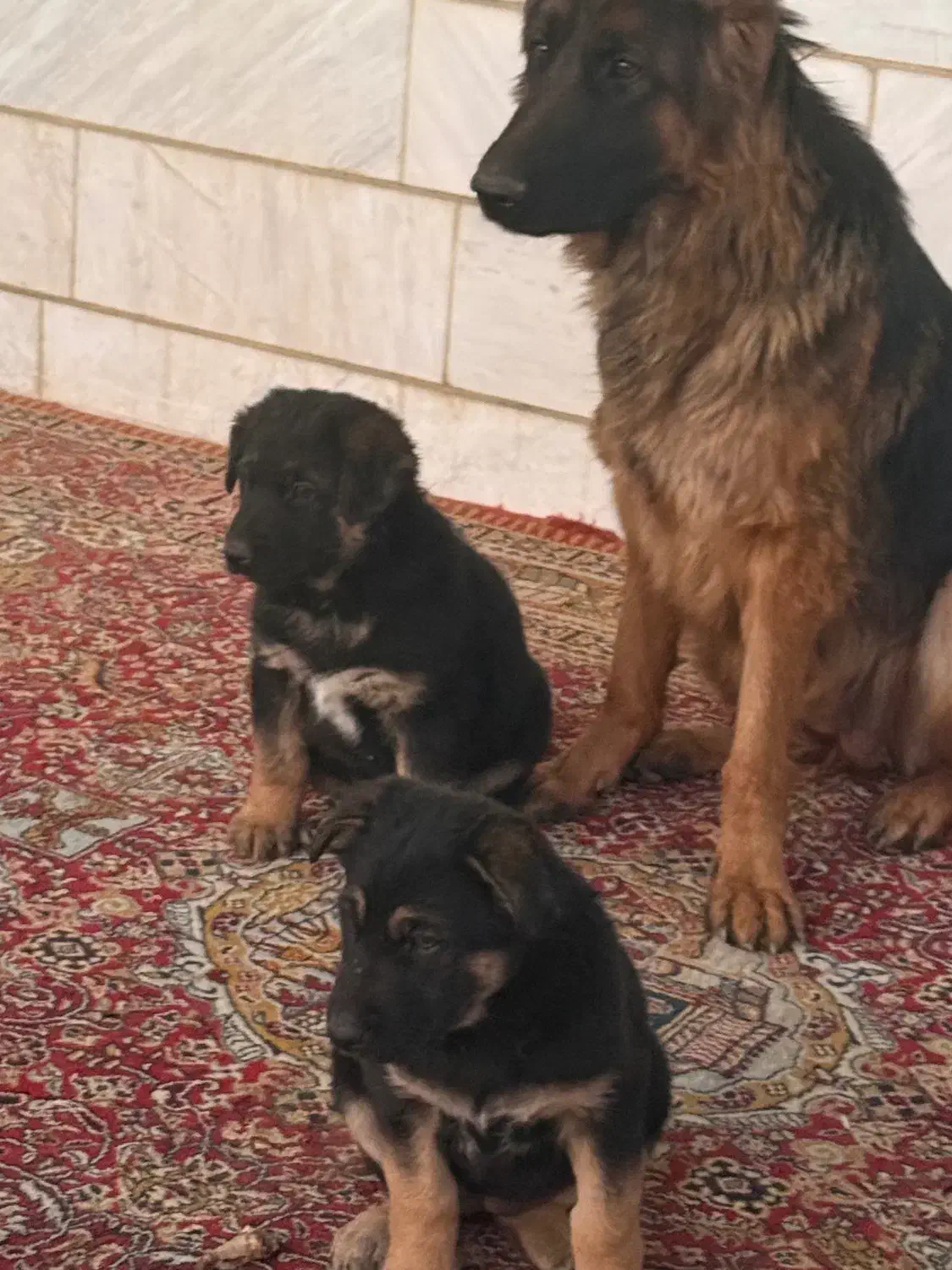 سگ ژرمن|سگ|اراک, |دیوار