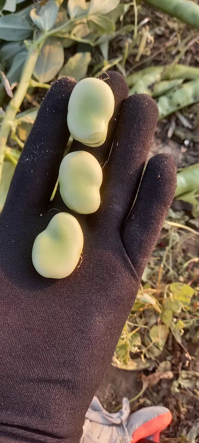 بذر باقلا باقله 7 بند شاخ بزی تضمینی|حراج|بروجرد, |دیوار