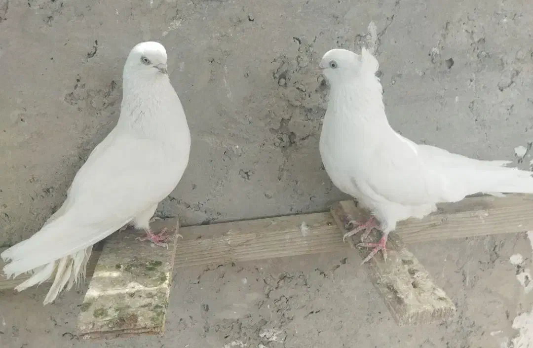 کبوتر سفید آنتیک|پرنده|ایرانشهر, |دیوار