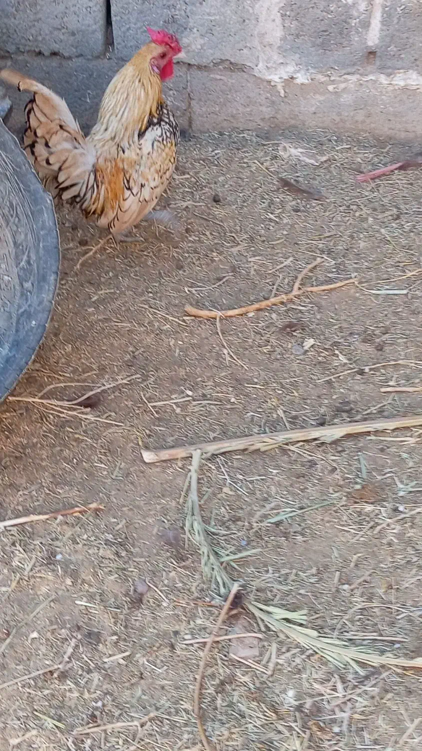 خروس میناتوری|حیوانات مزرعه|سرایان, |دیوار