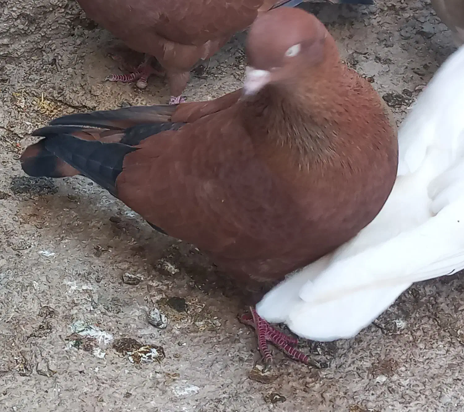 کله ای گمشده|حیوانات|ایذه, |دیوار