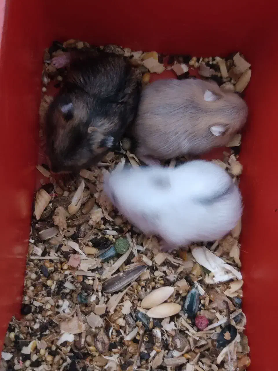 بچه همستر و همستر|موش و خرگوش|تهران, زهتابی|دیوار