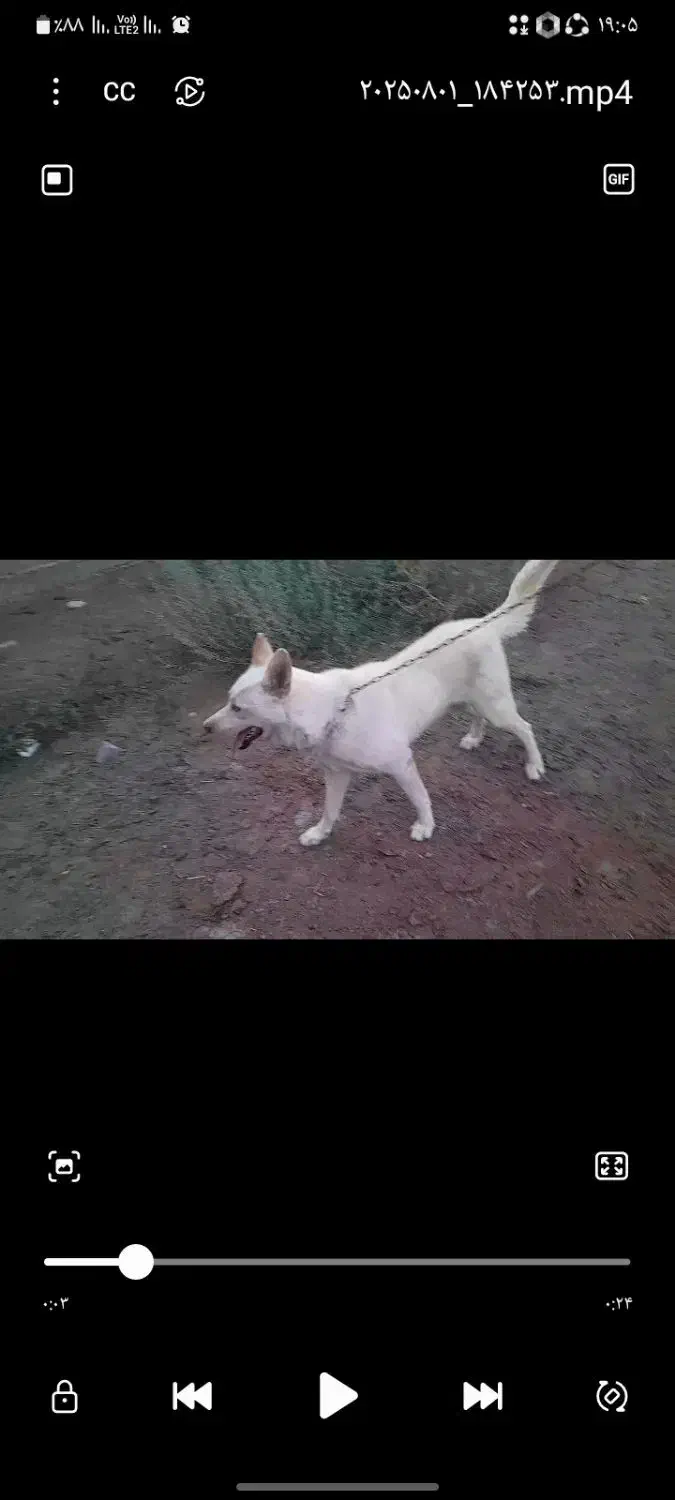 سگ هاسکی نر|سگ|چناران, |دیوار