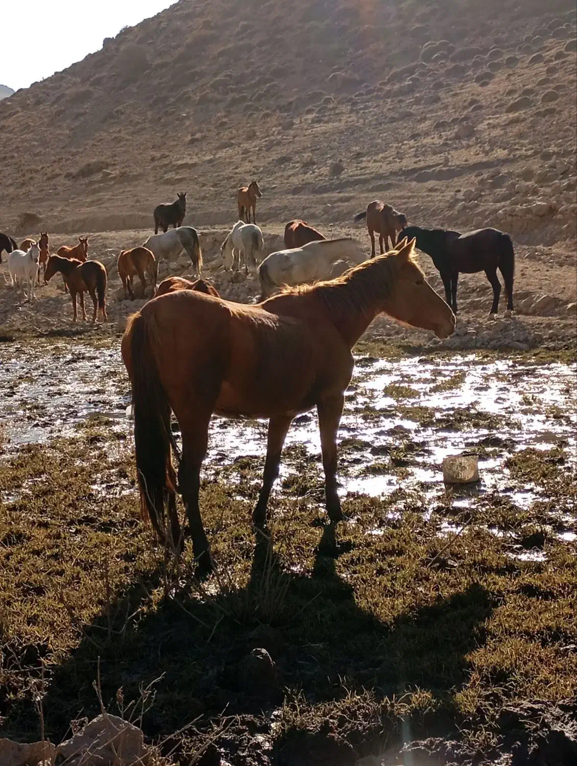 اسب مادیان فروشی|اسب و تجهیزات اسب‌سواری|بجنورد, |دیوار