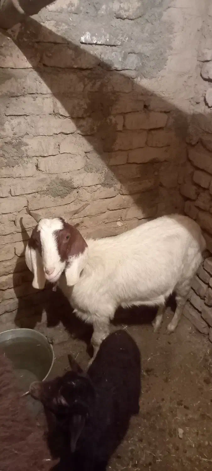 گوسفند|حیوانات مزرعه|طاغنکوه, |دیوار