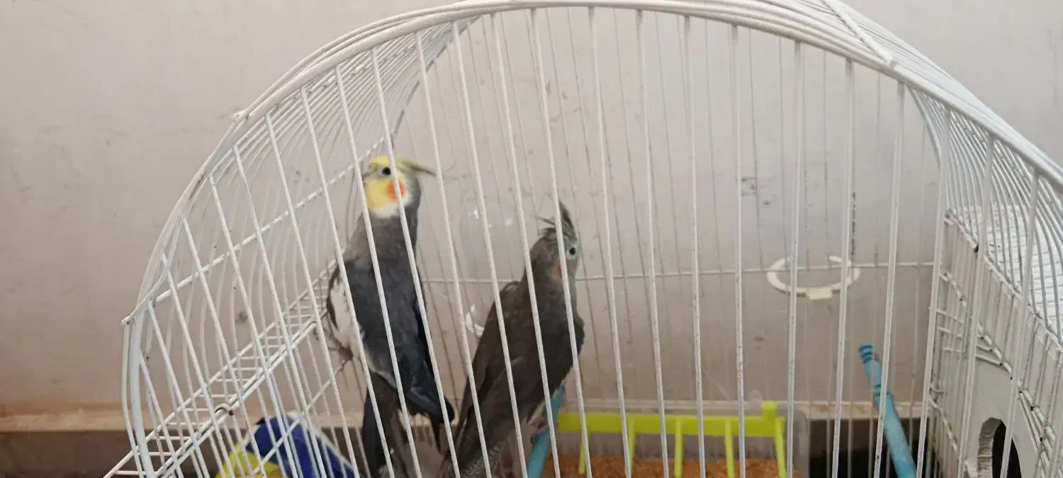 عروس هلندی|پرنده|مرند, |دیوار