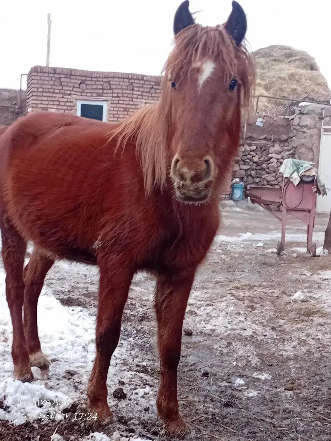 اسب نریان|اسب و تجهیزات اسب‌سواری|مریوان, |دیوار