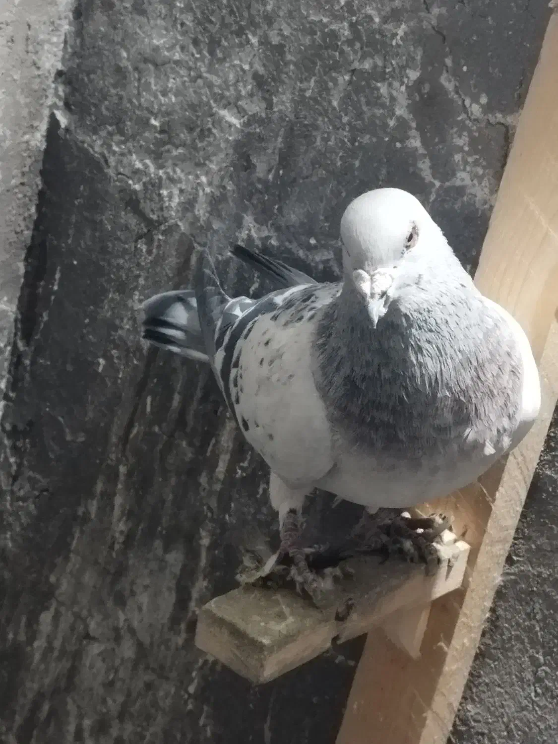 کفتر|پرنده|کرمان, |دیوار