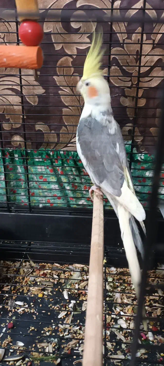 عروس هلندی نر|پرنده|رفسنجان, |دیوار