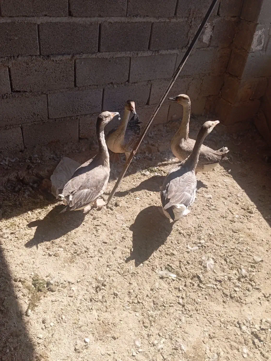 قو گاز|حیوانات مزرعه|نیر (اردبیل), |دیوار