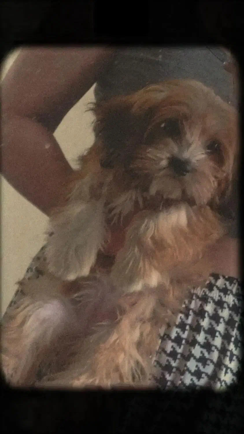 میکس شیتزو و پیکینیز|سگ|قائم‌شهر, |دیوار