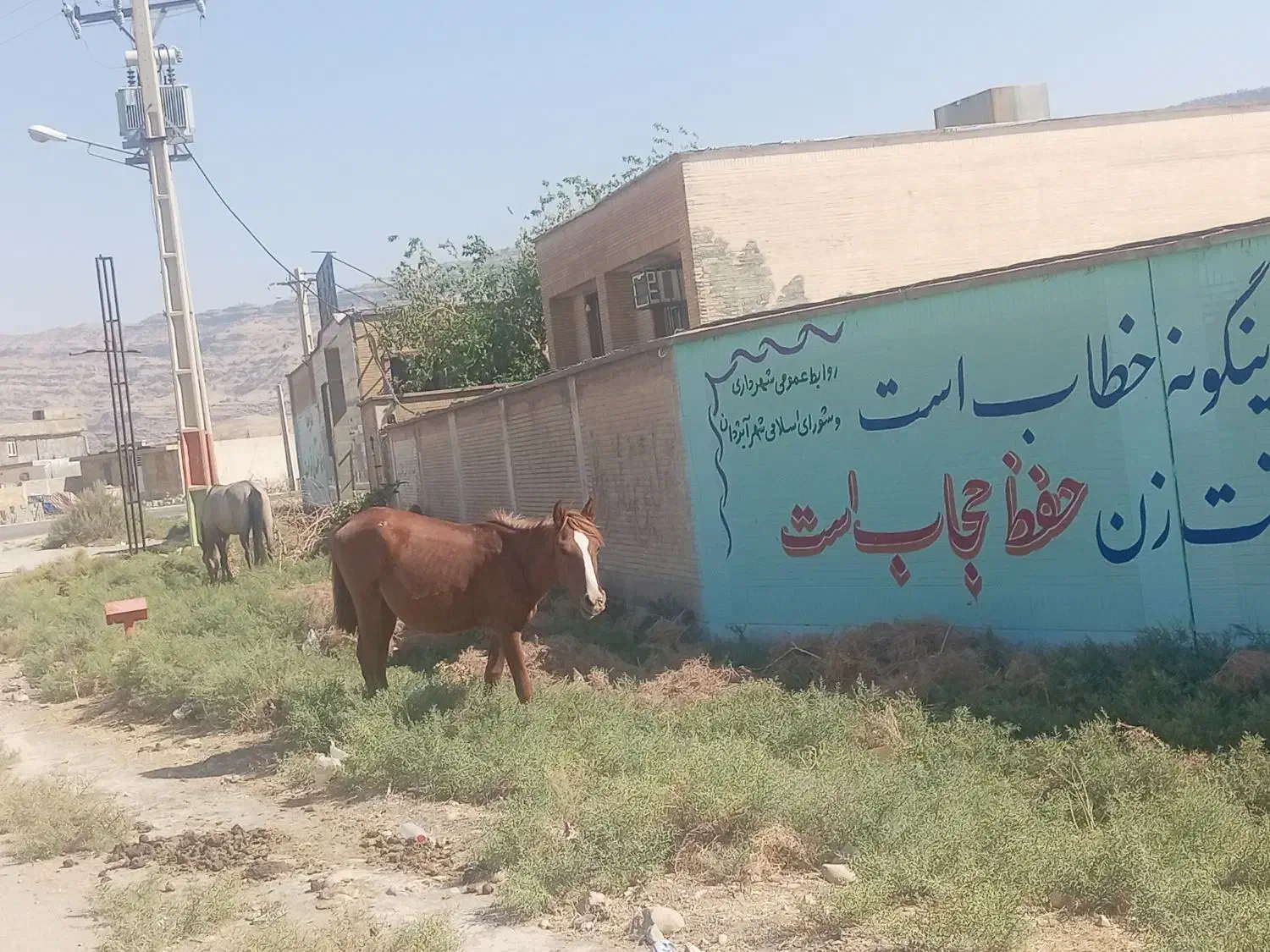 اسب نریان نژاد دار|اسب و تجهیزات اسب‌سواری|اندیکا, |دیوار