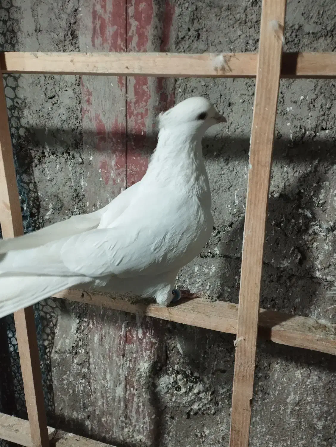 کفتر|پرنده|نظرآباد, رسالت|دیوار