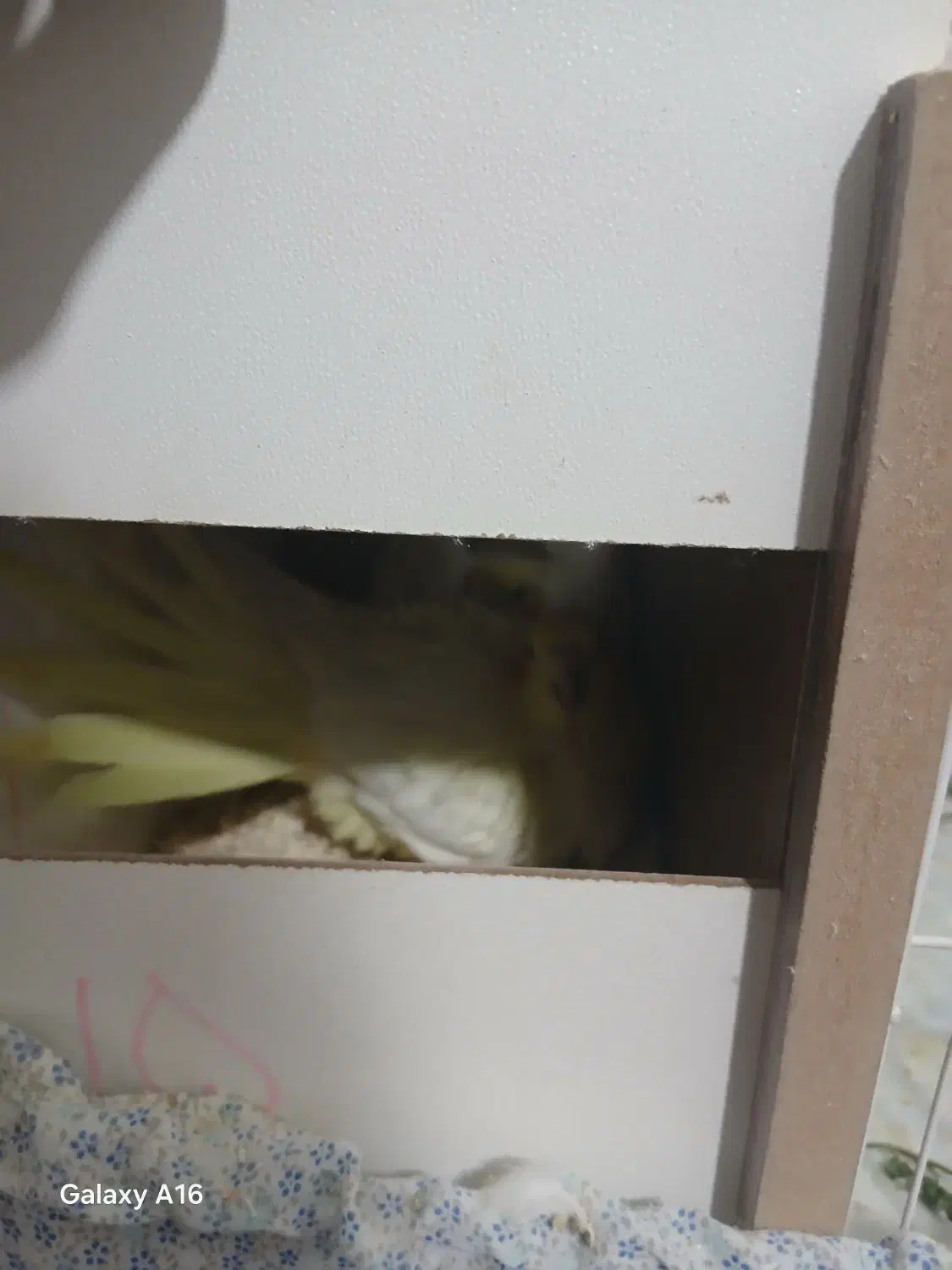 پرنده عروس هلندی با جوجه و تخم|پرنده|مشهد, میعاد (شهرک غرب)|دیوار