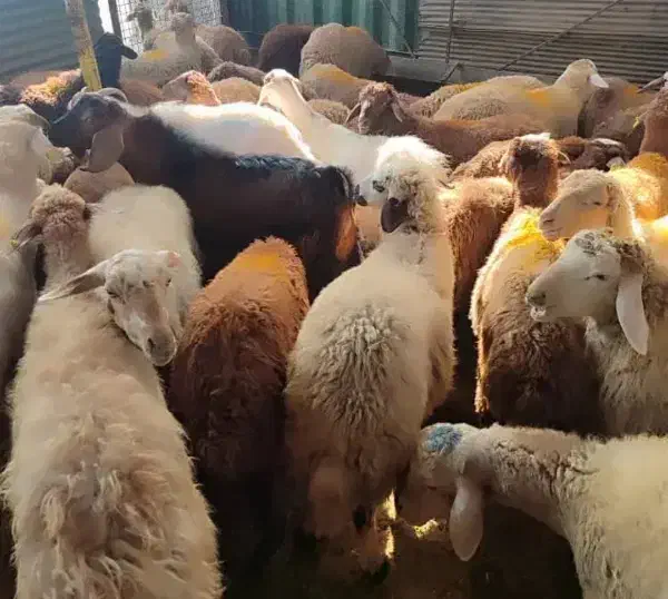 گوسفند نوزادوعقیقه قلم آبی شکم خالی بشرط پخت|حیوانات مزرعه|مشهد, نوید|دیوار