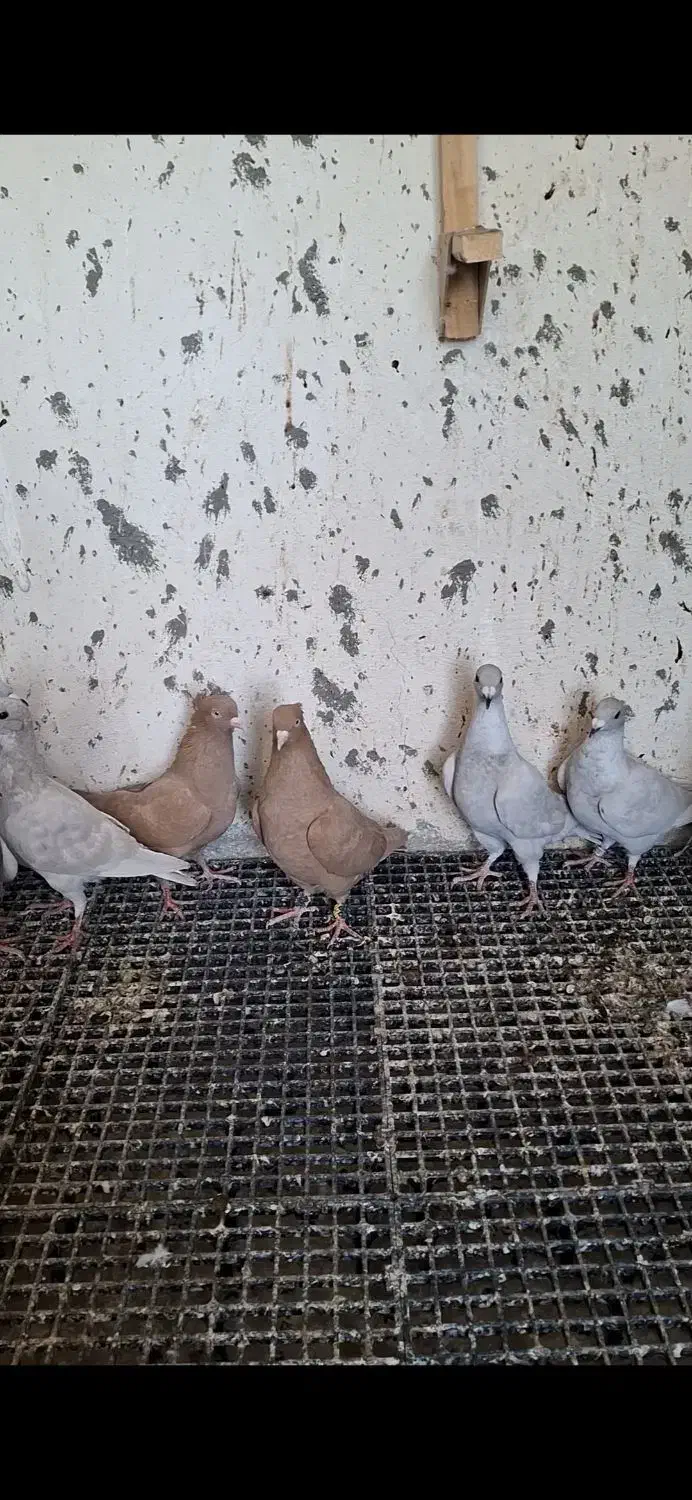 کبوتر|پرنده|وحدتیه, |دیوار