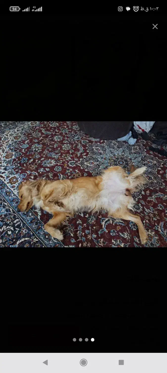 ماده گلدن رتریور|سگ|خضر آباد, |دیوار