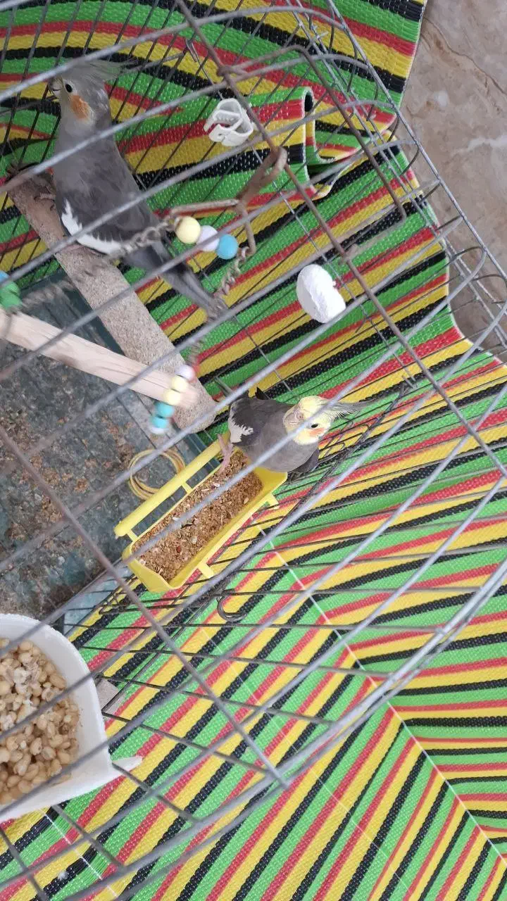 عروس هلندی|پرنده|میاندوآب, |دیوار