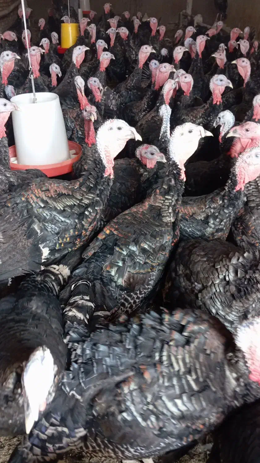 بوقلمون نر|حیوانات مزرعه|هریس, |دیوار