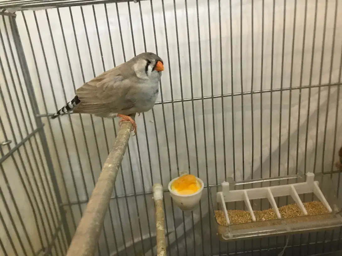 فنچ کینگ انگلیسی|پرنده|محمدشهر, همایون ویلا|دیوار