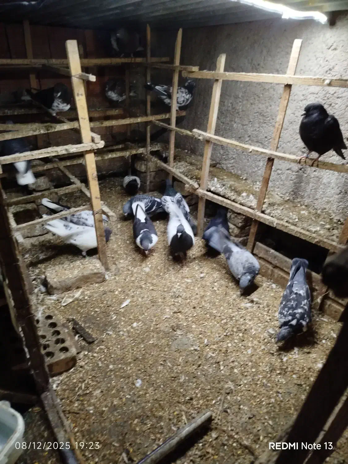 دورگ وتکپر|پرنده|قرق, |دیوار