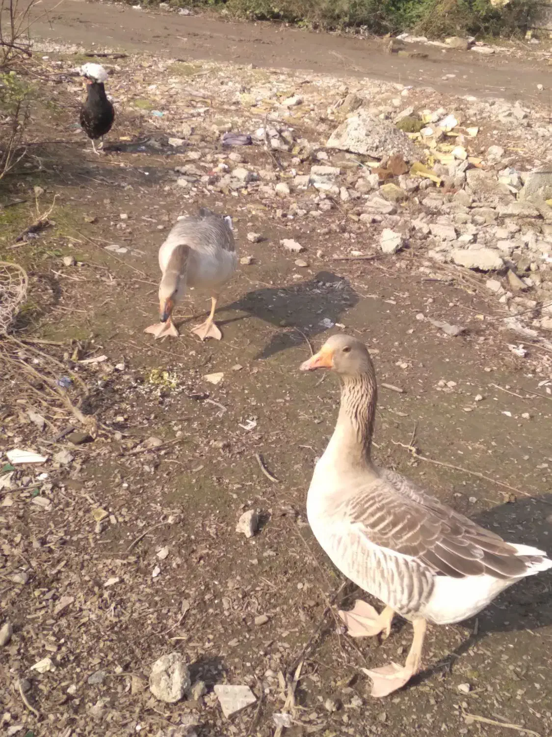 دو رگ قاز محلی|حیوانات مزرعه|رشت, کوی امام رضا|دیوار