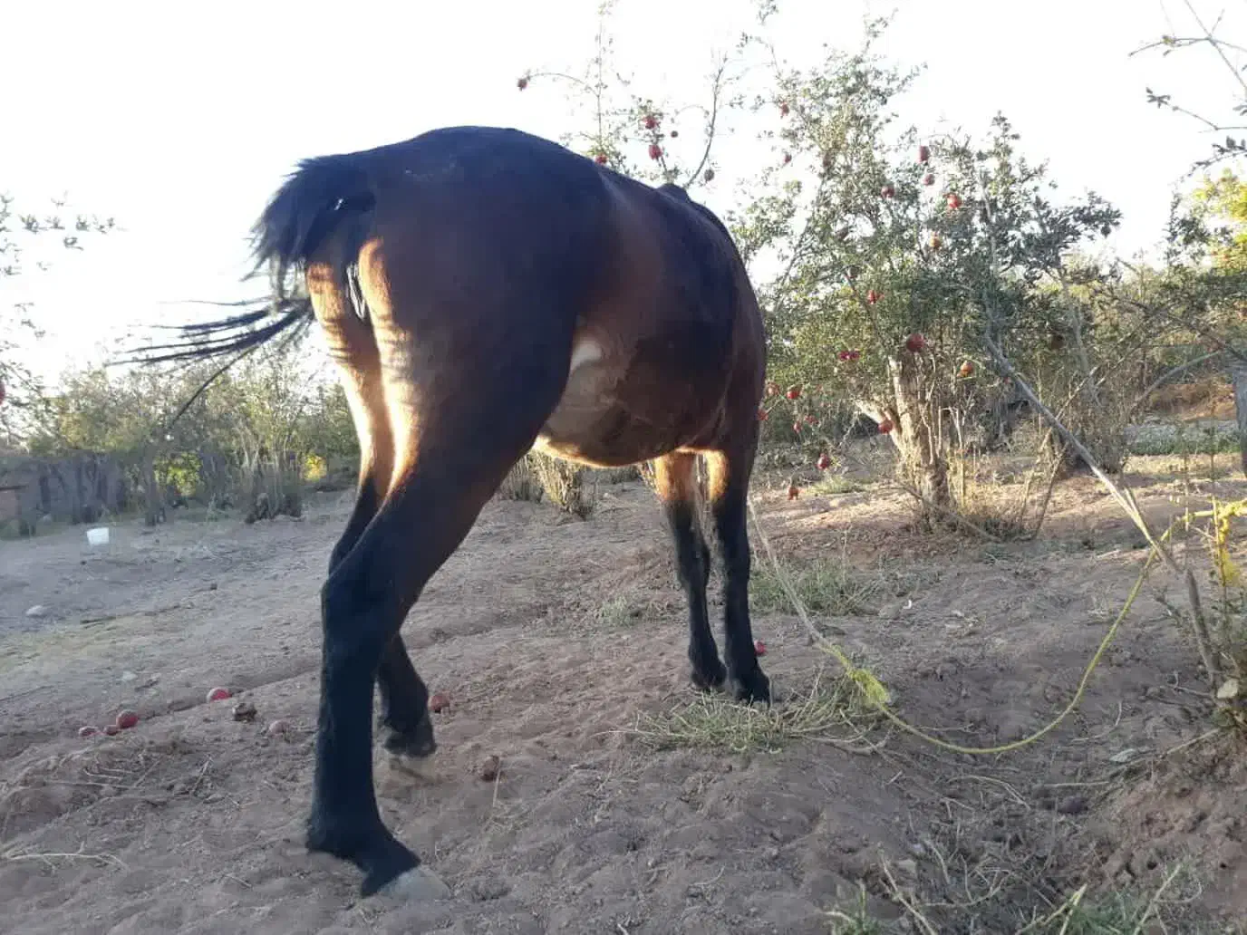 اسب مادیان با کره نر|اسب و تجهیزات اسبسواری|تهران, مینابی|دیوار