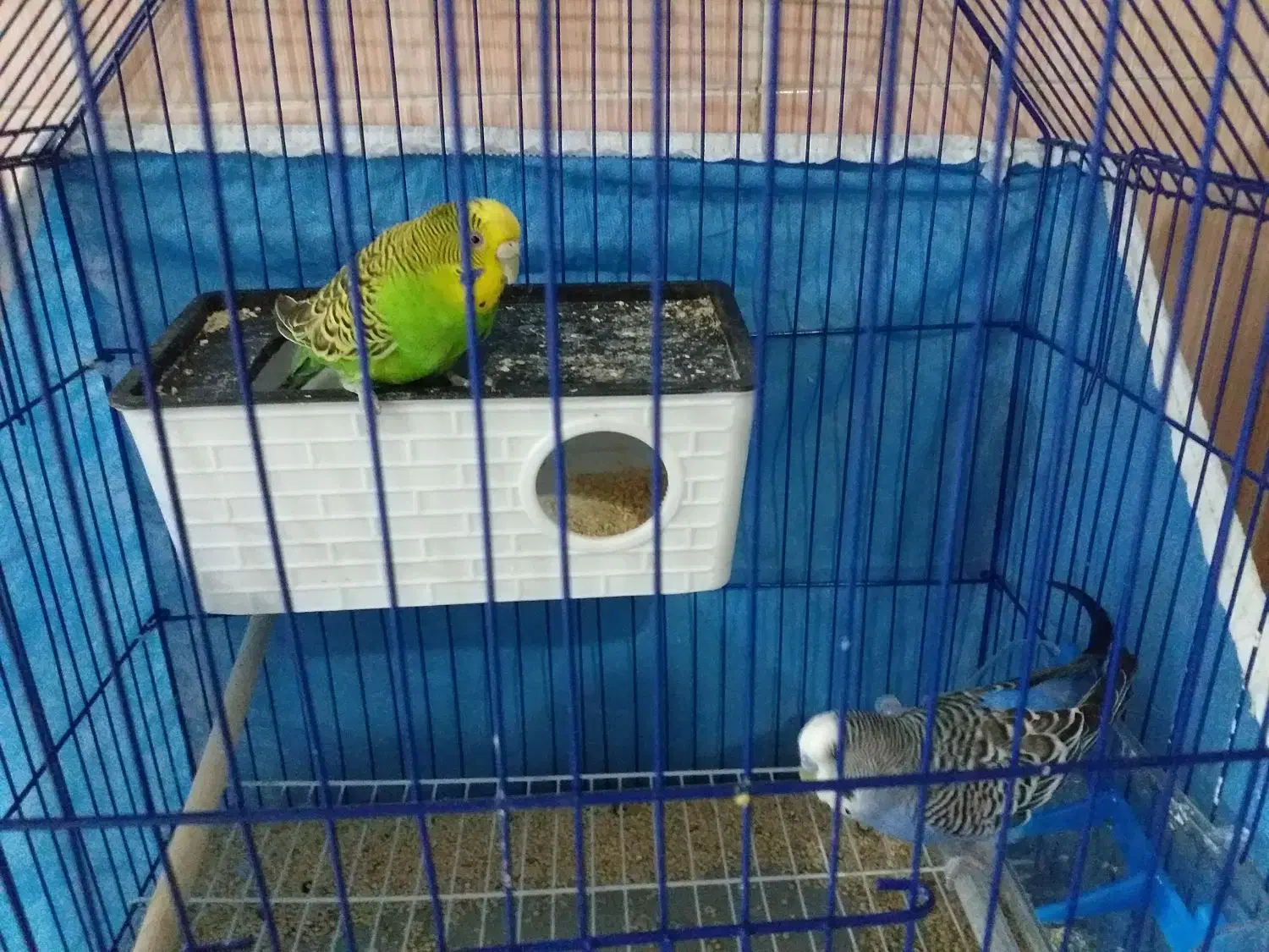 مرغ عشق|پرنده|نورآباد, |دیوار