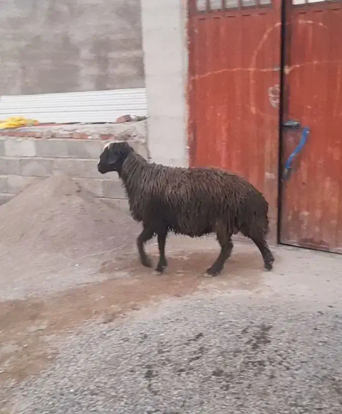 گوسفند|حیوانات مزرعه|ارشق, |دیوار