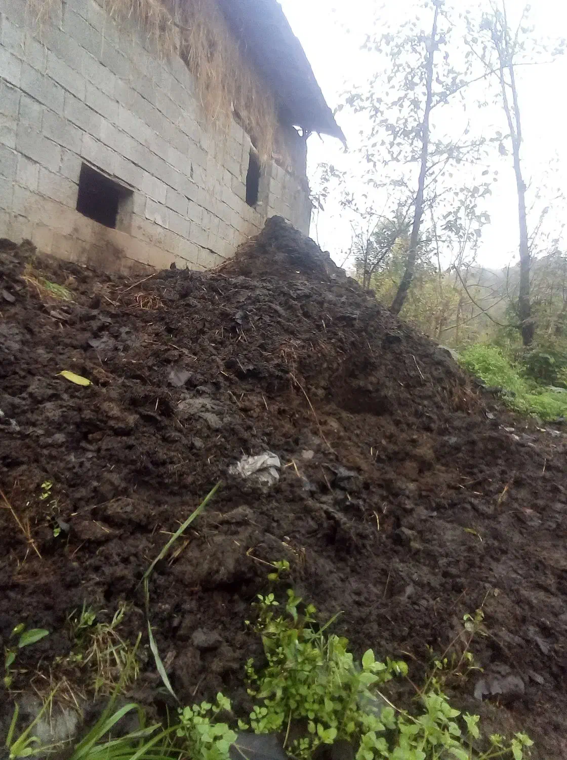 کود حیوانی خشک|خدمات باغبانی و درختکاری|رانکوه, |دیوار