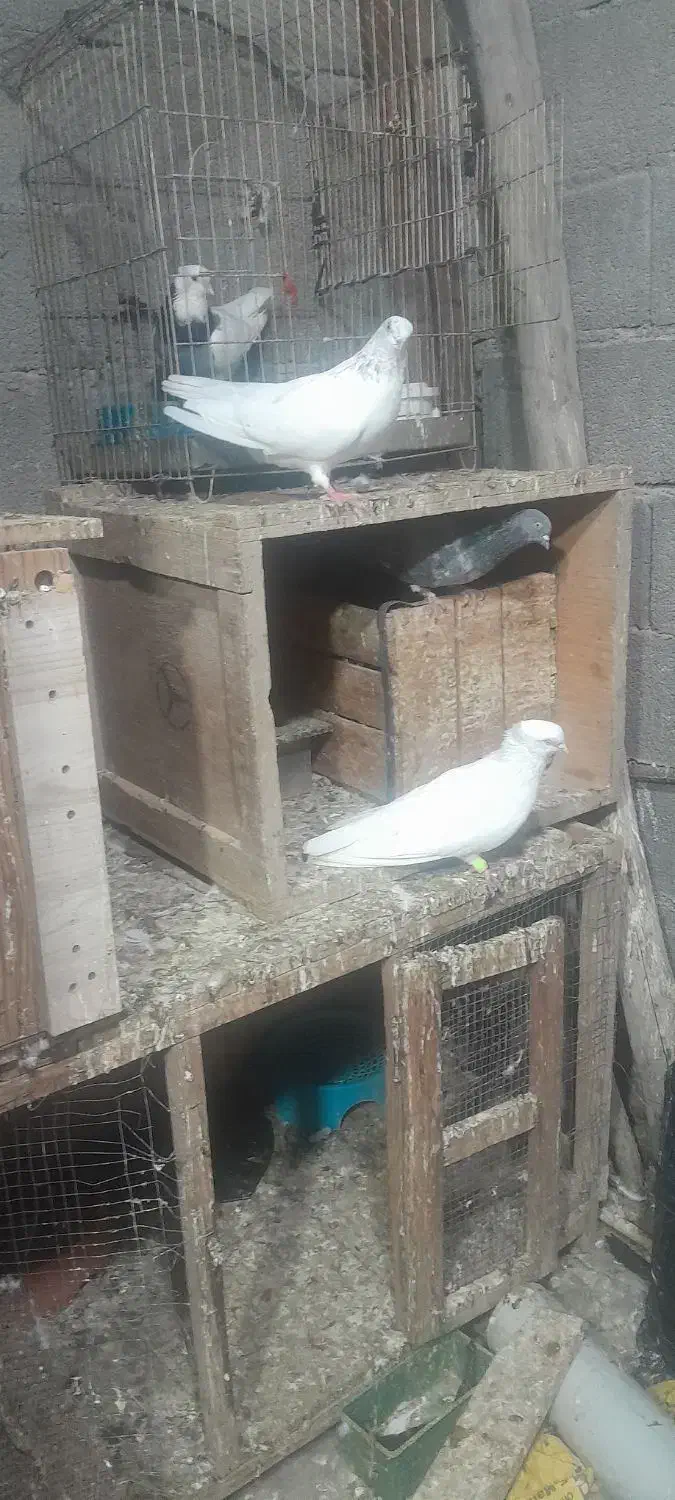 کبوتر|پرنده|بندر ماهشهر, |دیوار