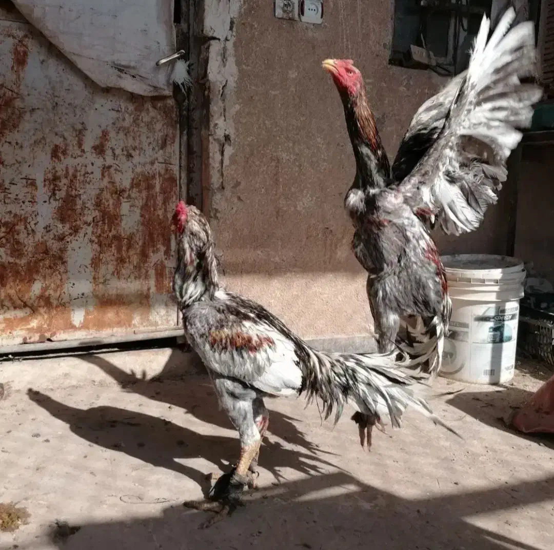 اوشامو|حیوانات مزرعه|هشتگرد, تهران دشت|دیوار