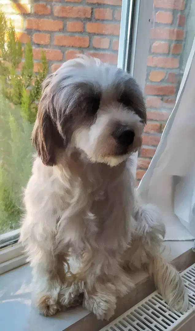 سگ شیتزو تریر ماده باهوش|سگ|لالجین, |دیوار